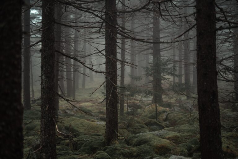 pine forest unsplah
