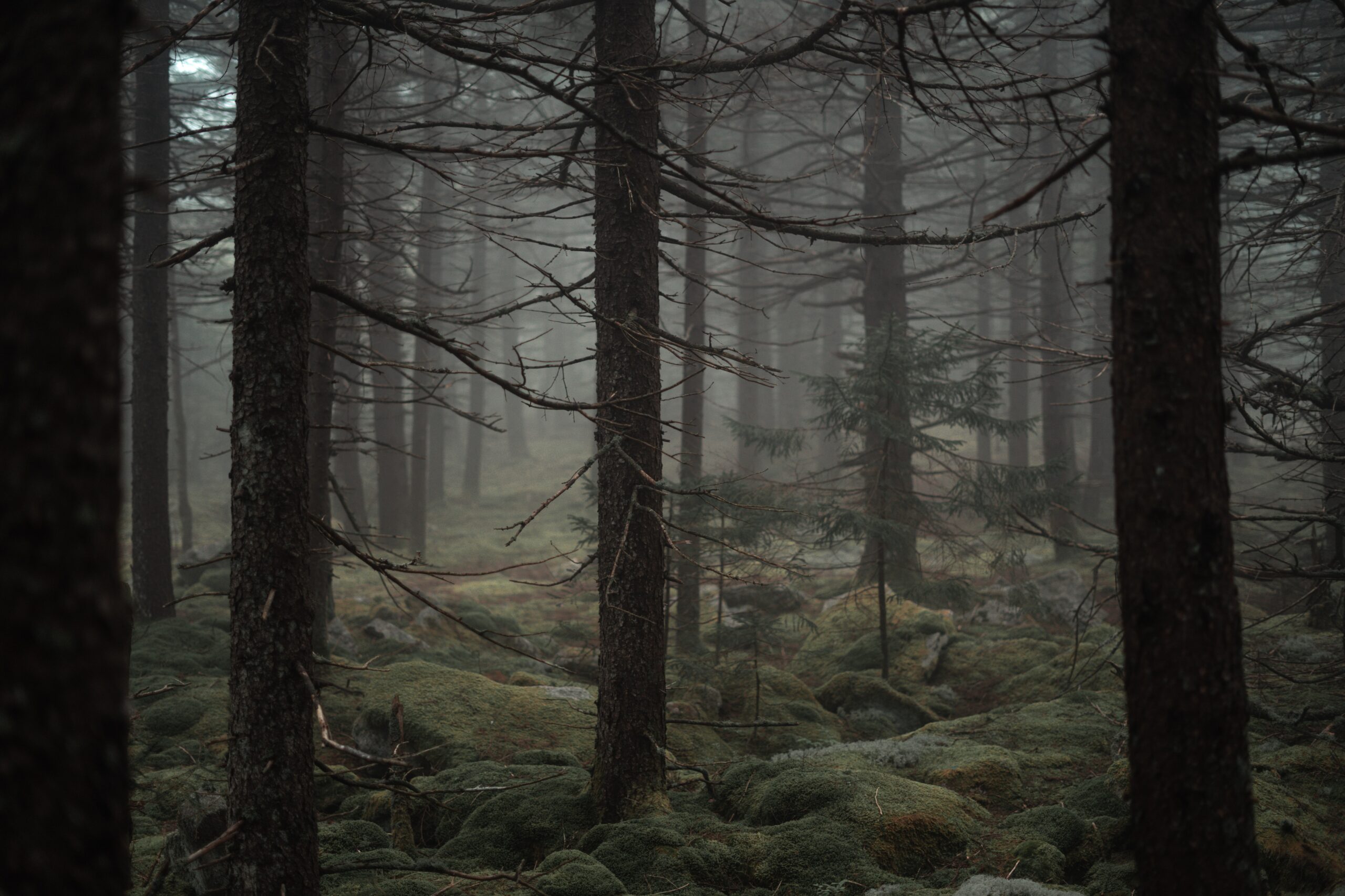 pine forest unsplah