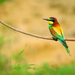 Romania_salbatica_091-