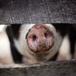 pig-g06fc41801_1280
