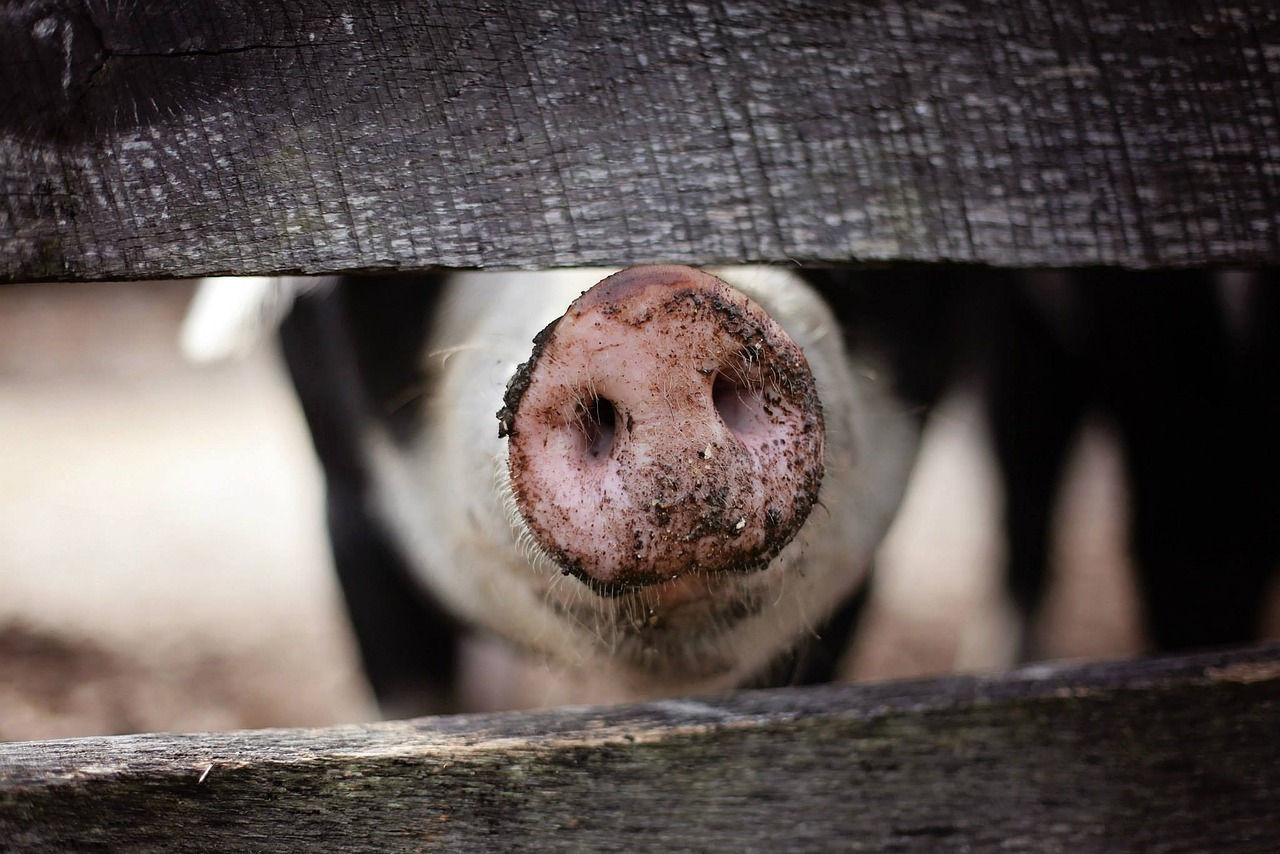 pig-g06fc41801_1280