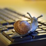 snail-pix