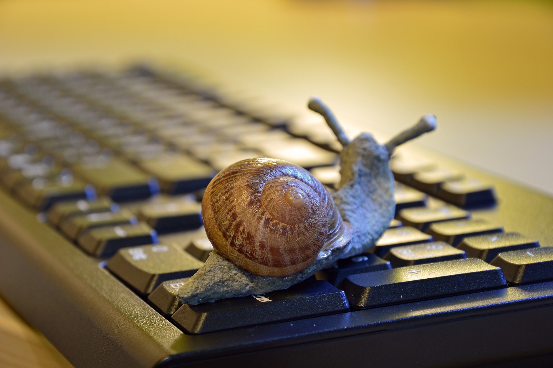 snail-pix