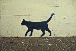 cat-3049098_1280